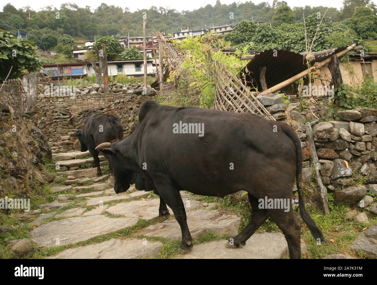 Oxen wander around Sikles, Annapurna region, Nepal Stock Photo