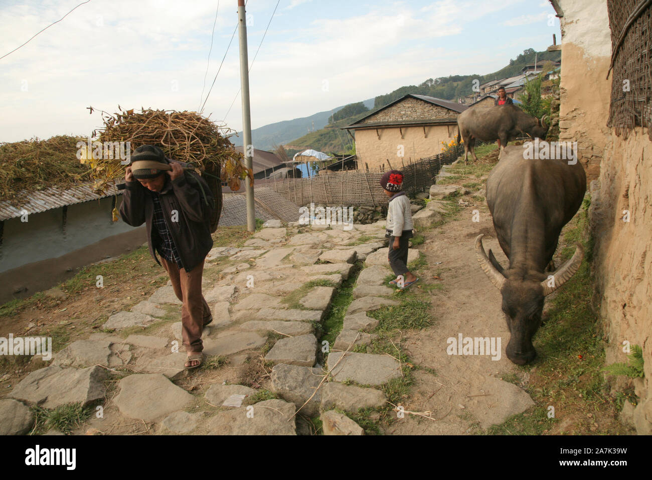 A villager carries a crop harvest on his back, Sikles, Nepal Stock Photo