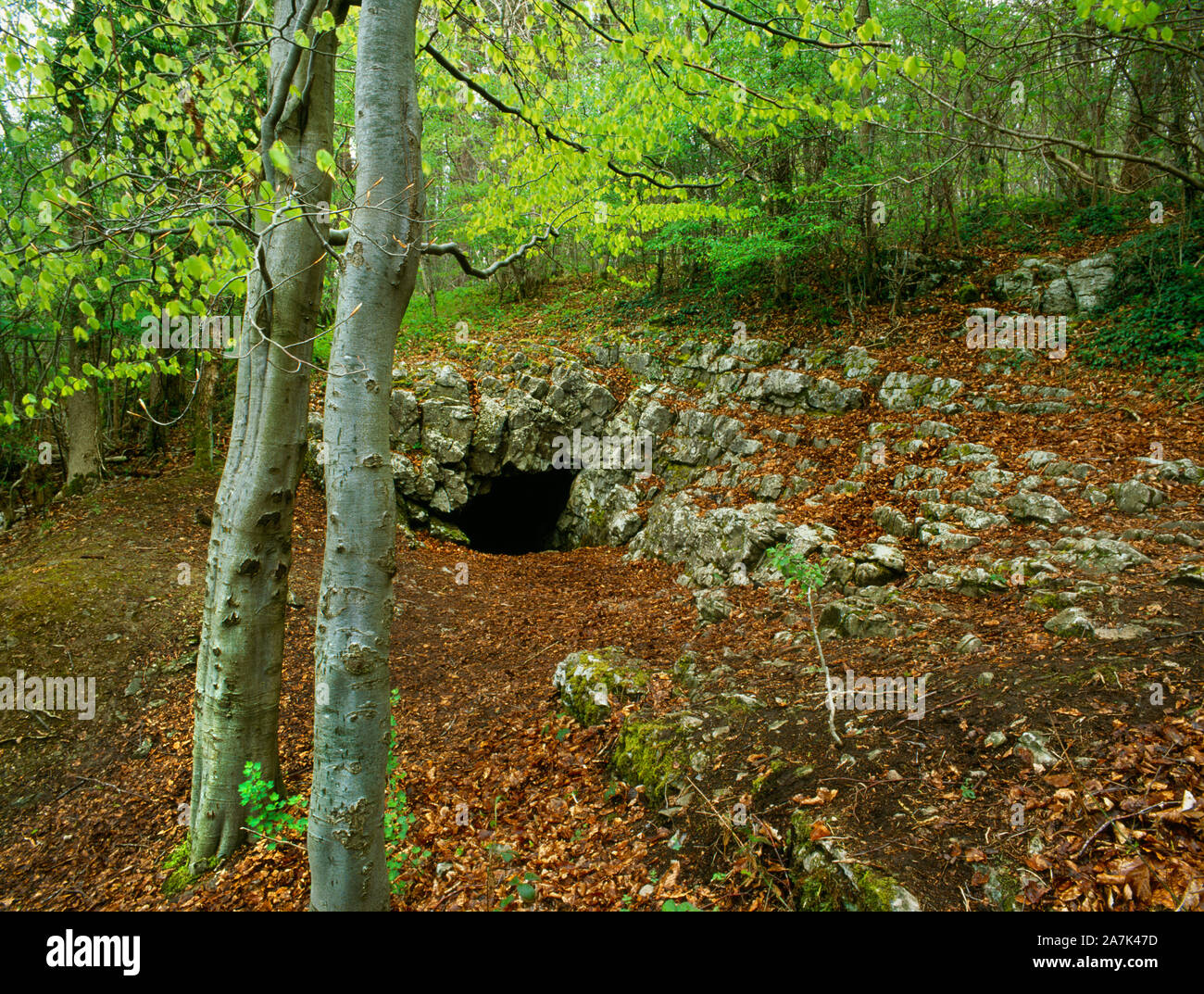View N of entrance to Big Covert Cave in a limestone outcrop in Big Covert Wood, Llanferres, Denbighshire, Wales, UK: human remains & artefacts found. Stock Photo
