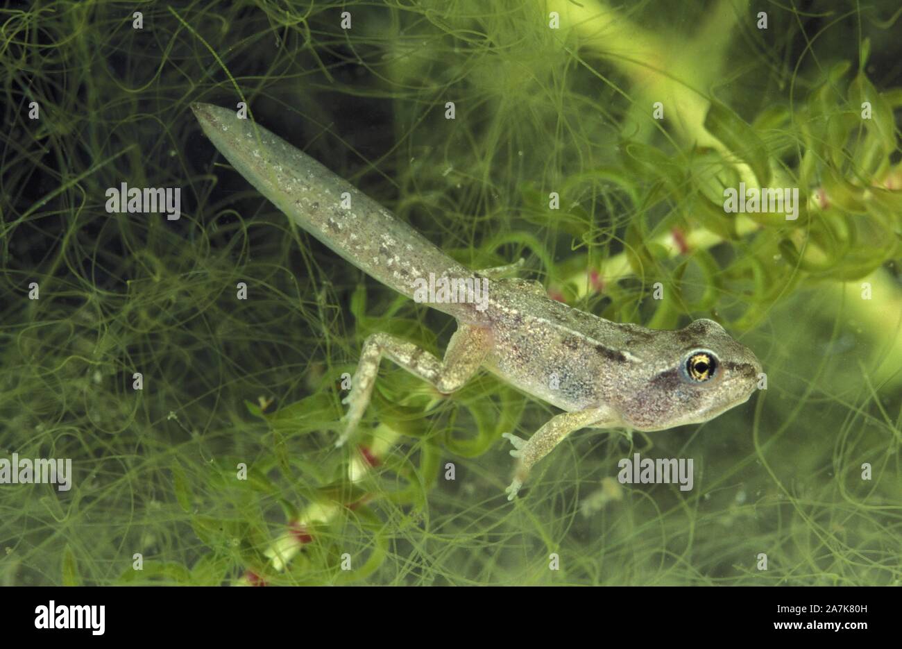 Common frog (Rana temporaria) almost a young frog (1 cm length) with four legs - the tadpole will still lose its tail to become frog - Underwater view Stock Photo