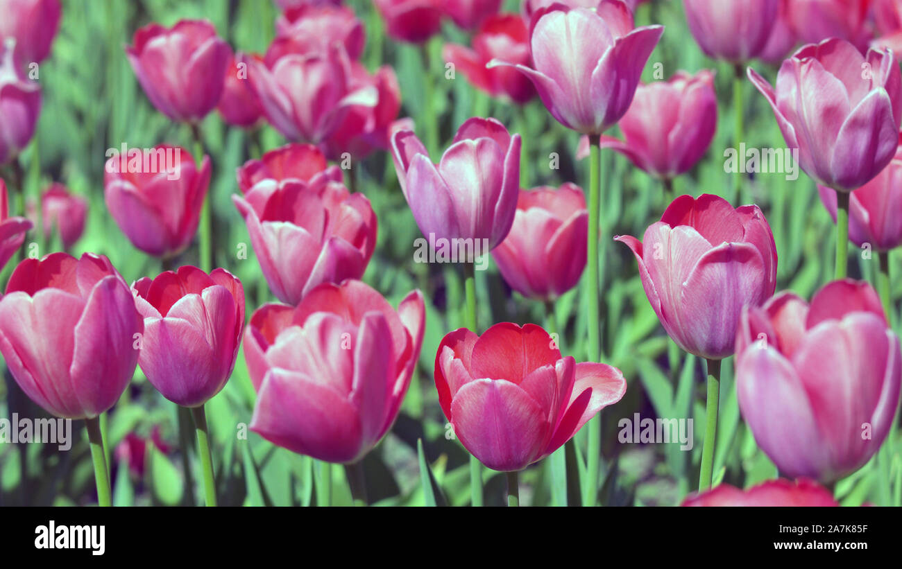 Red Tulip at Spring Stock Photo - Alamy