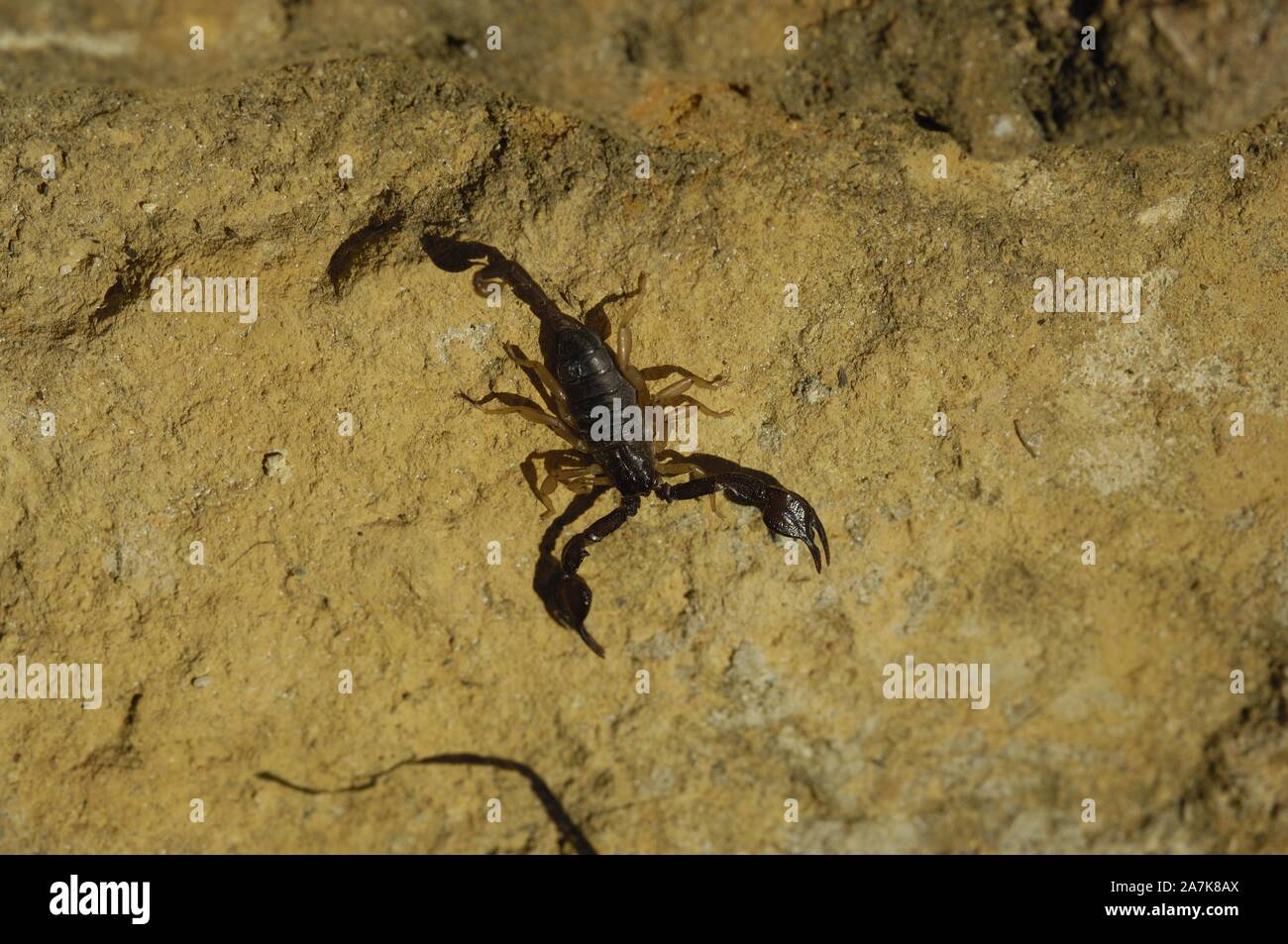 European yellow-tailed scorpion (Euscorpius flavicaudis) on a rock in summer Vaucluse - Provence - France Stock Photo