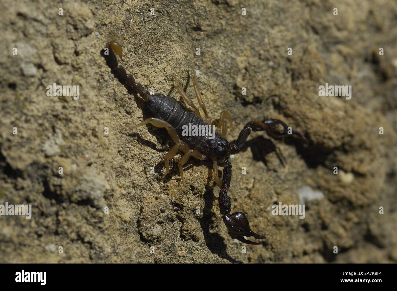 European yellow-tailed scorpion (Euscorpius flavicaudis) on a rock in summer Vaucluse - Provence - France Stock Photo