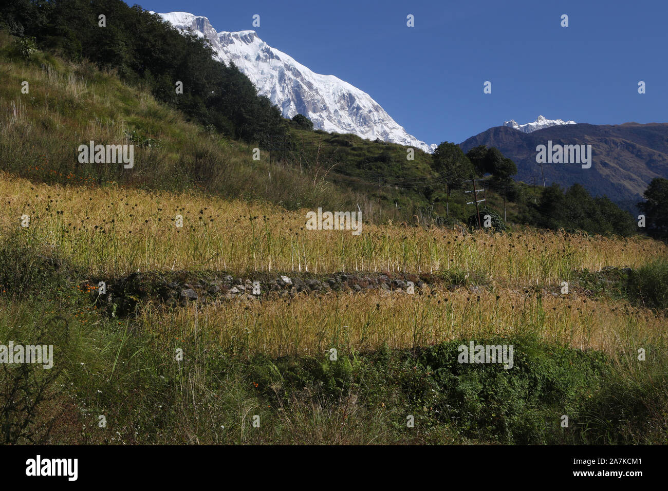 A field of Millet near the village of Sikles, Annapurna region, Nepal. Lamjung Himal can be seen in the background. Stock Photo