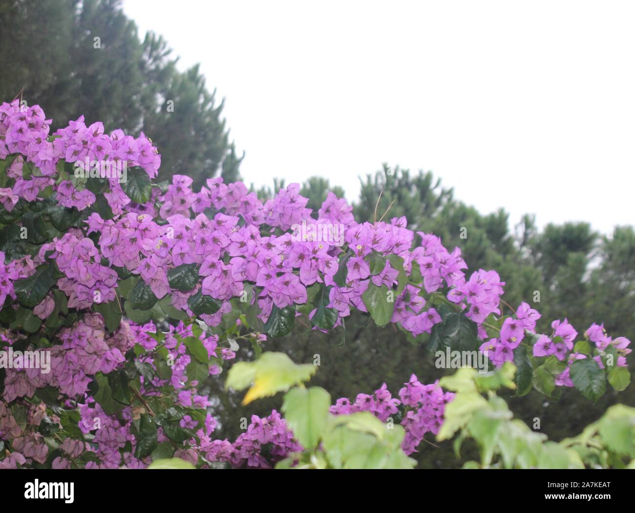Beautiful colorful flowers image Stock Photo - Alamy