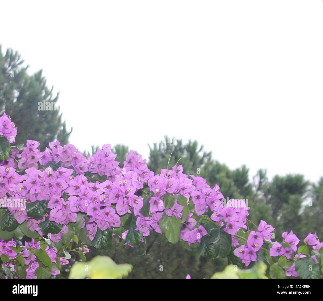 Beautiful colorful flowers image Stock Photo - Alamy