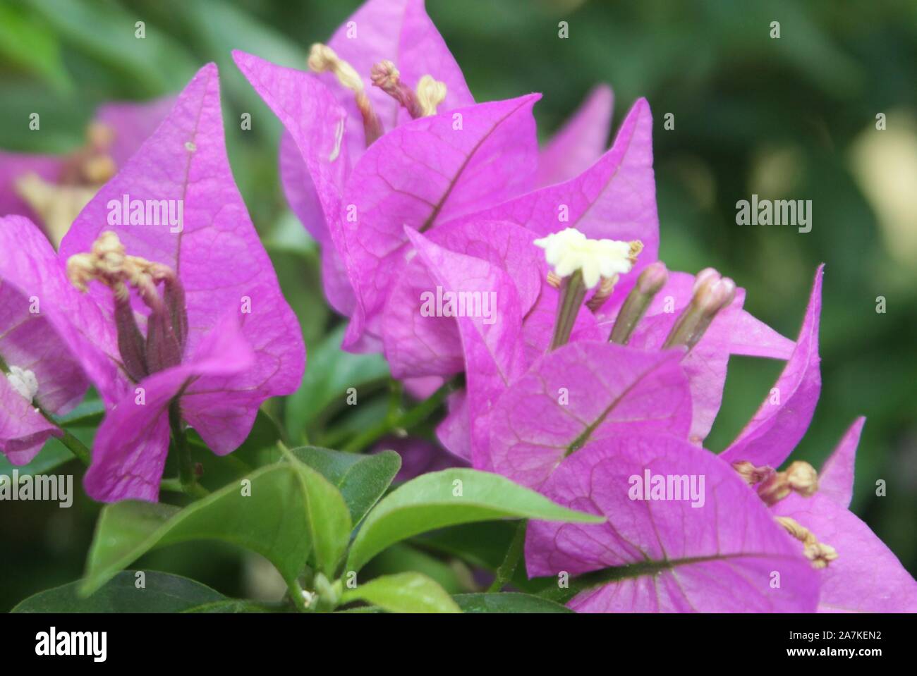 Beautiful colorful flowers image Stock Photo - Alamy