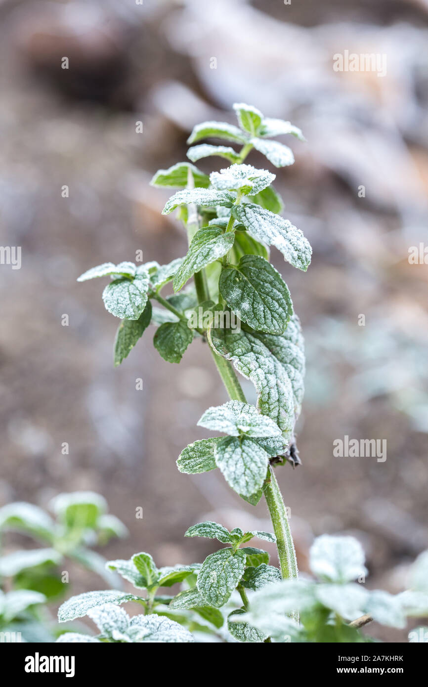 Hoarfrost-covered leaves of mint. The first frosts, crystals of shallow ice on green leaves. Loam Background. Stock Photo