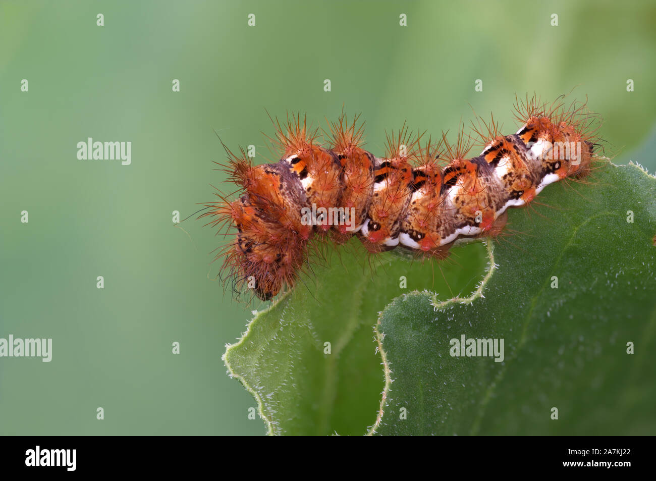 Acronicta rumicis caterpillar aka Knot Grass moth larva. Eating rhubarb leaves. Macro closeup. Stock Photo