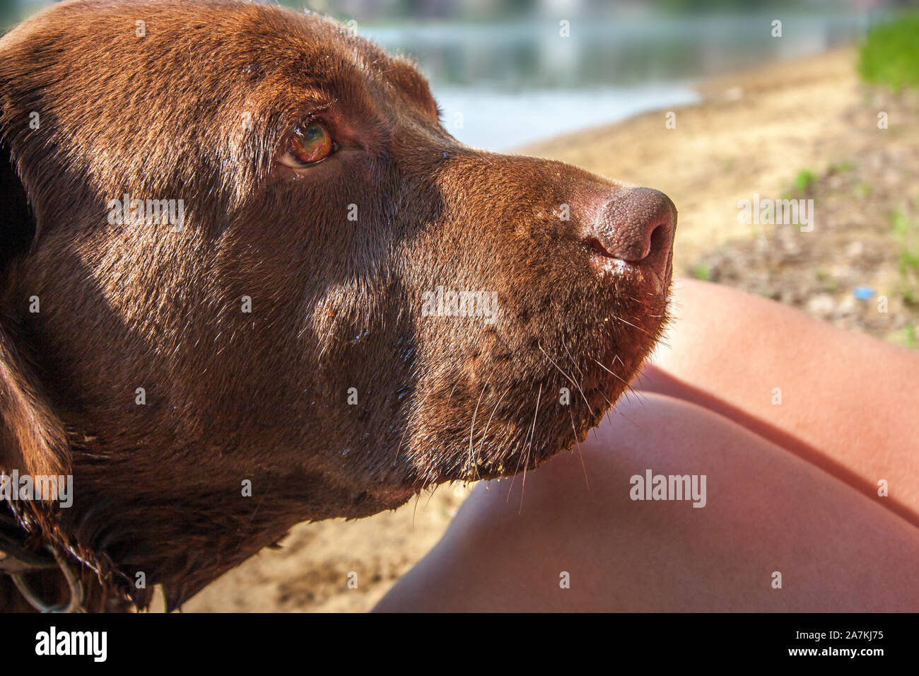 Labrador feet hires stock photography and images Alamy