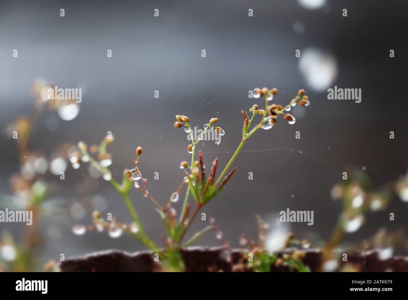 macro photography of water drops on a plant Stock Photo - Alamy