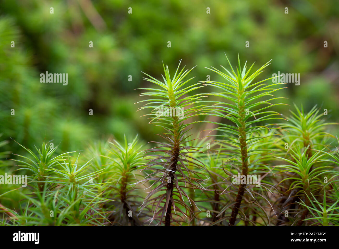 Close up view of haircap moss (polytrichum strictum), taken in the highlands of Scotland, UK. Stock Photo