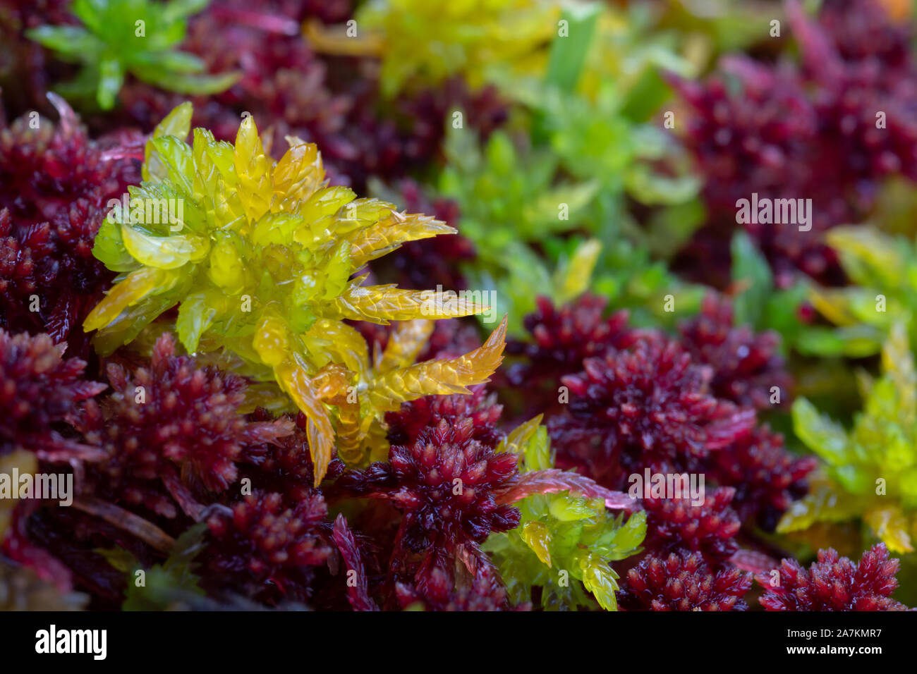 Close up detail of colourful sphagnum moss (sphagnum angustifolium) in autumn, highlands, Scotland, UK. Stock Photo