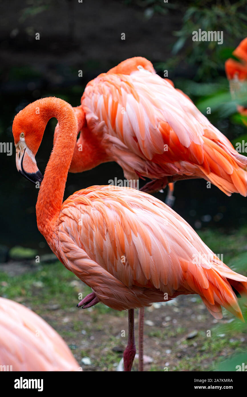 Flamingo wilde birds in nature Stock Photo