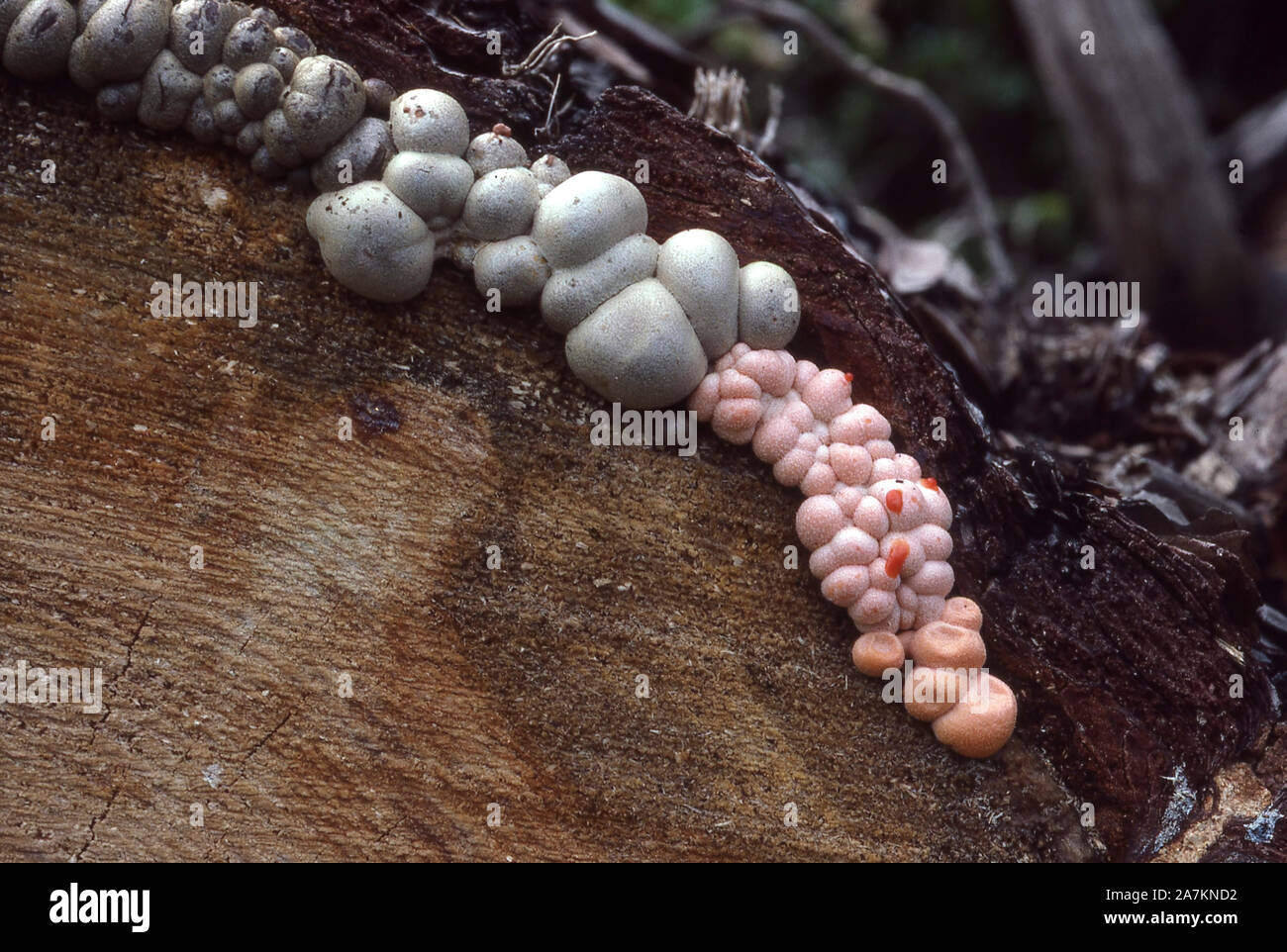 SLIME MOULD;  WOLF'S MILK; LYCOGALA EPIDENDRON Stock Photo