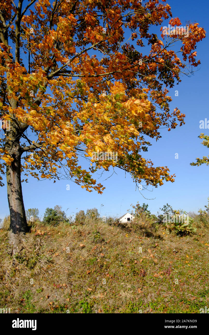 brightly coloured autumn foliage of a sycamore tree acer pseudoplatanus in a rural area zala county hungary Stock Photo
