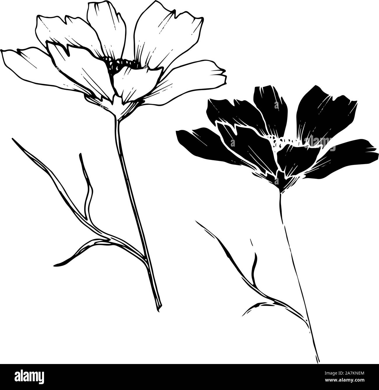 Vector Cosmos floral botanical flowers. Black and white engraved ink ...