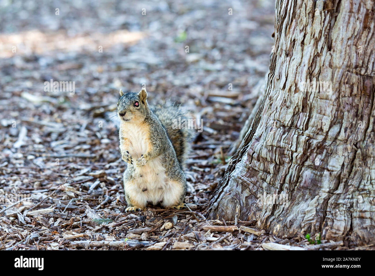 Rabid Squirrel Drawings
