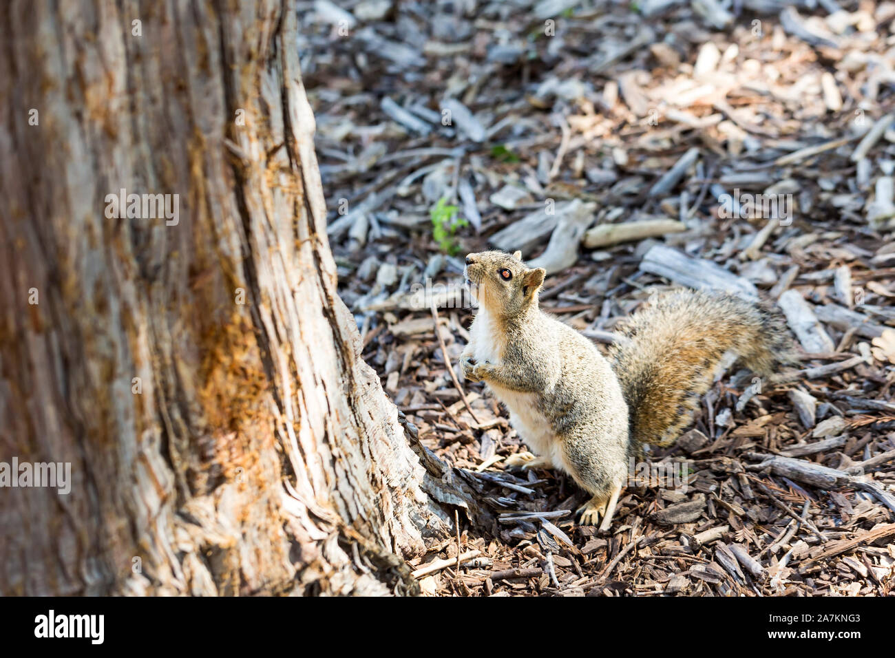 Rabid squirrel by tree, eyes lit by flash Stock Photo Alamy