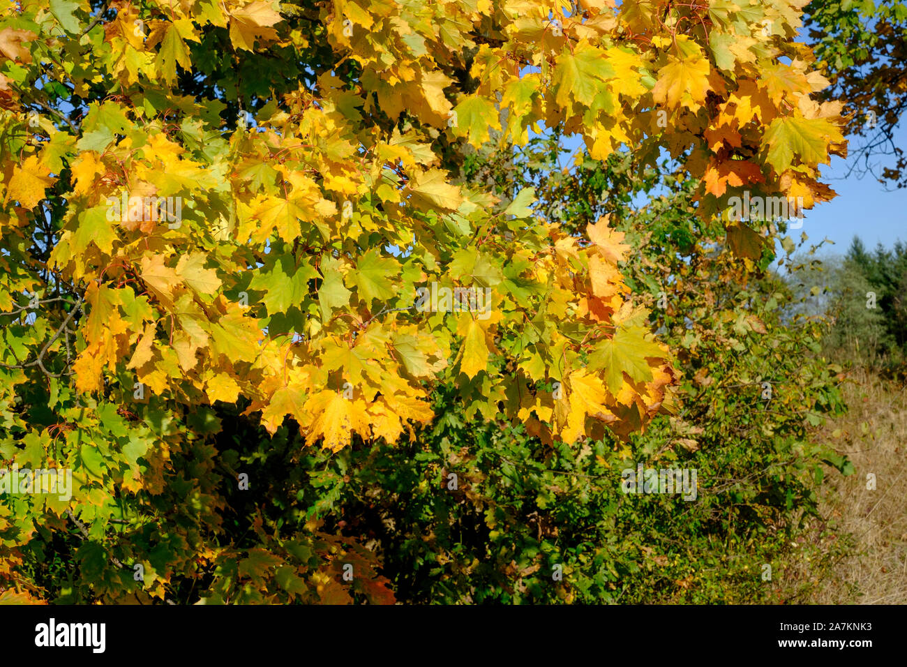 brightly coloured autumn foliage of a sycamore tree acer pseudoplatanus in a rural area zala county hungary Stock Photo