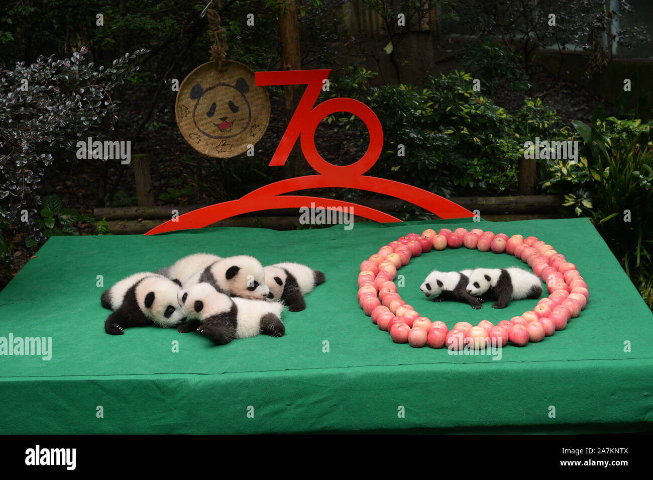 The staff woking at the Chengdu Research Base of Giant panda Breeding