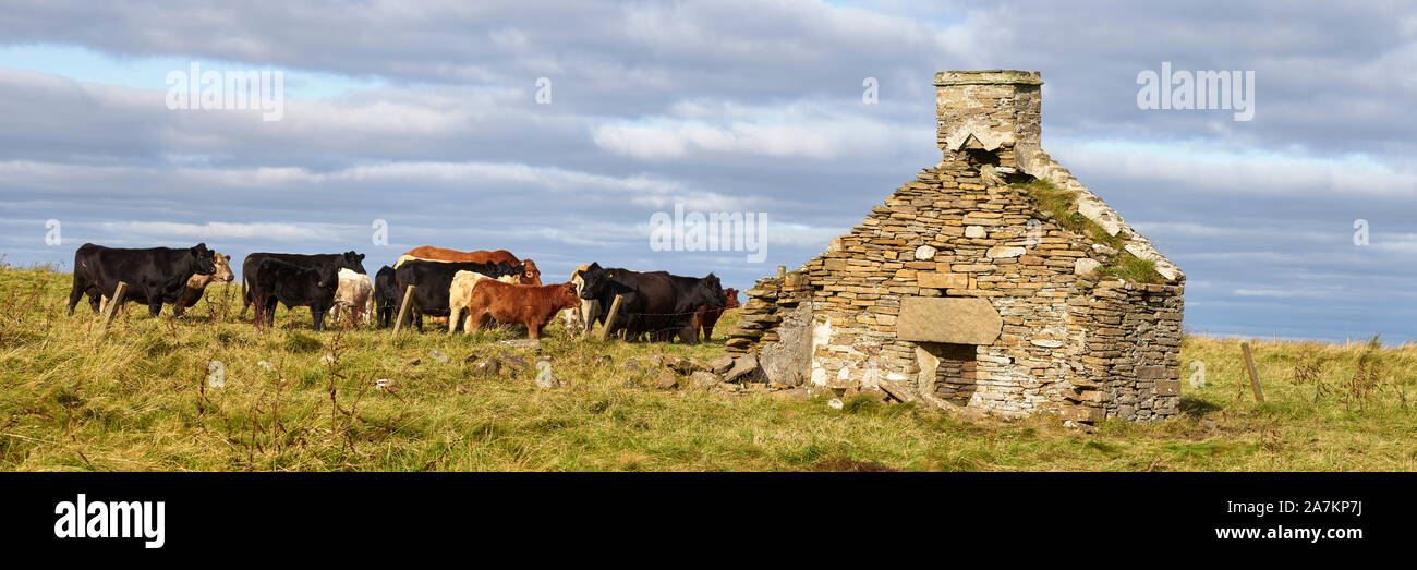 Angus and Limousine Cross Cattle by ruined house, South Walls, Orkney, Scotland Stock Photo