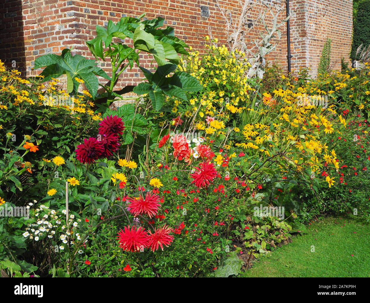 Herbaceous plant border at the souther side of Chenies Manor House late in the season with dahlias, asters in orange, red and yellow and huge leaves. Stock Photo