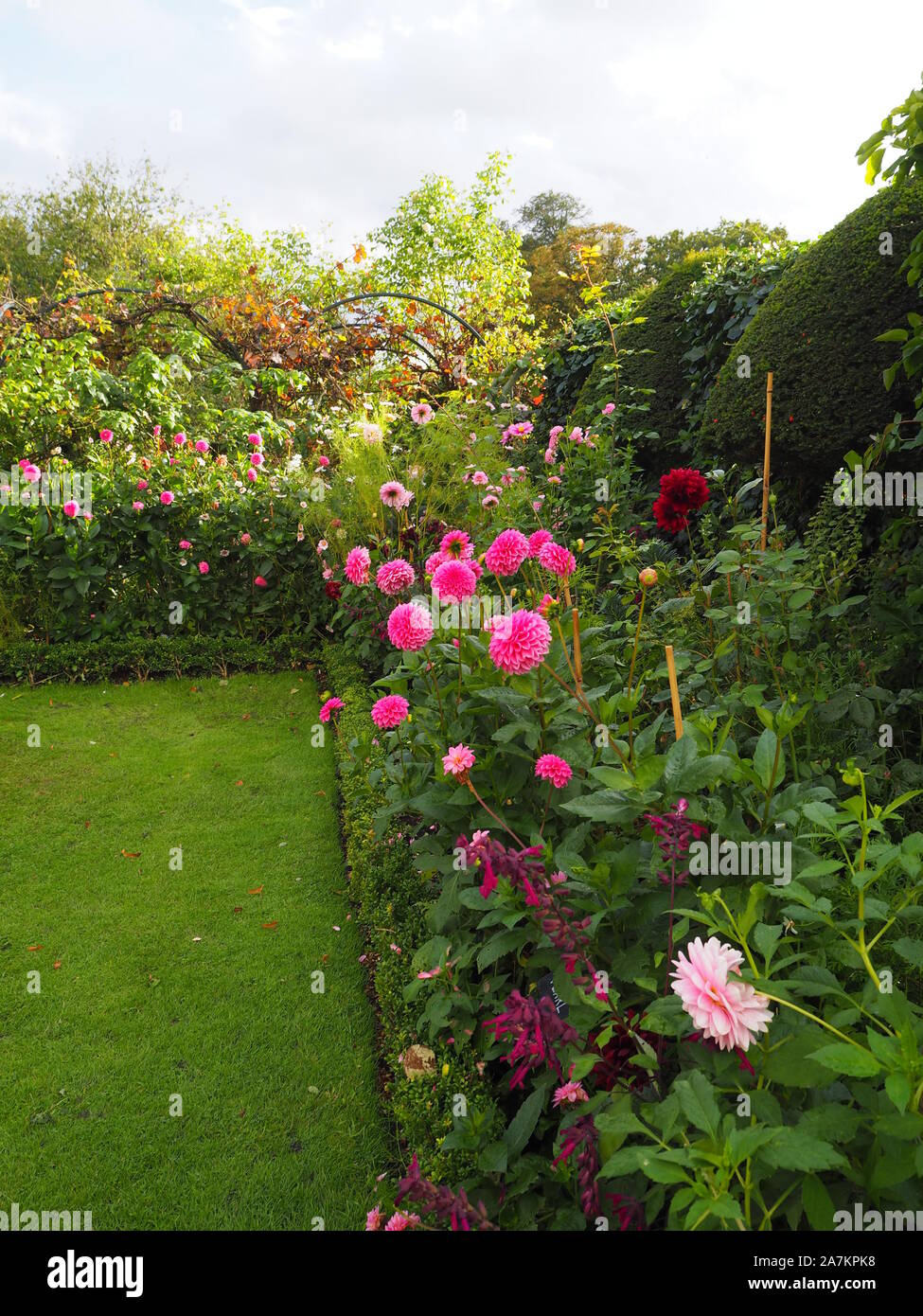 Corner of the garden at Chenies Manor, Buckinghamshire. Pink dahlias in bloom; Dahlia'Sandra', Dahlia 'Karma Prospero' in evening sunlight. Stock Photo