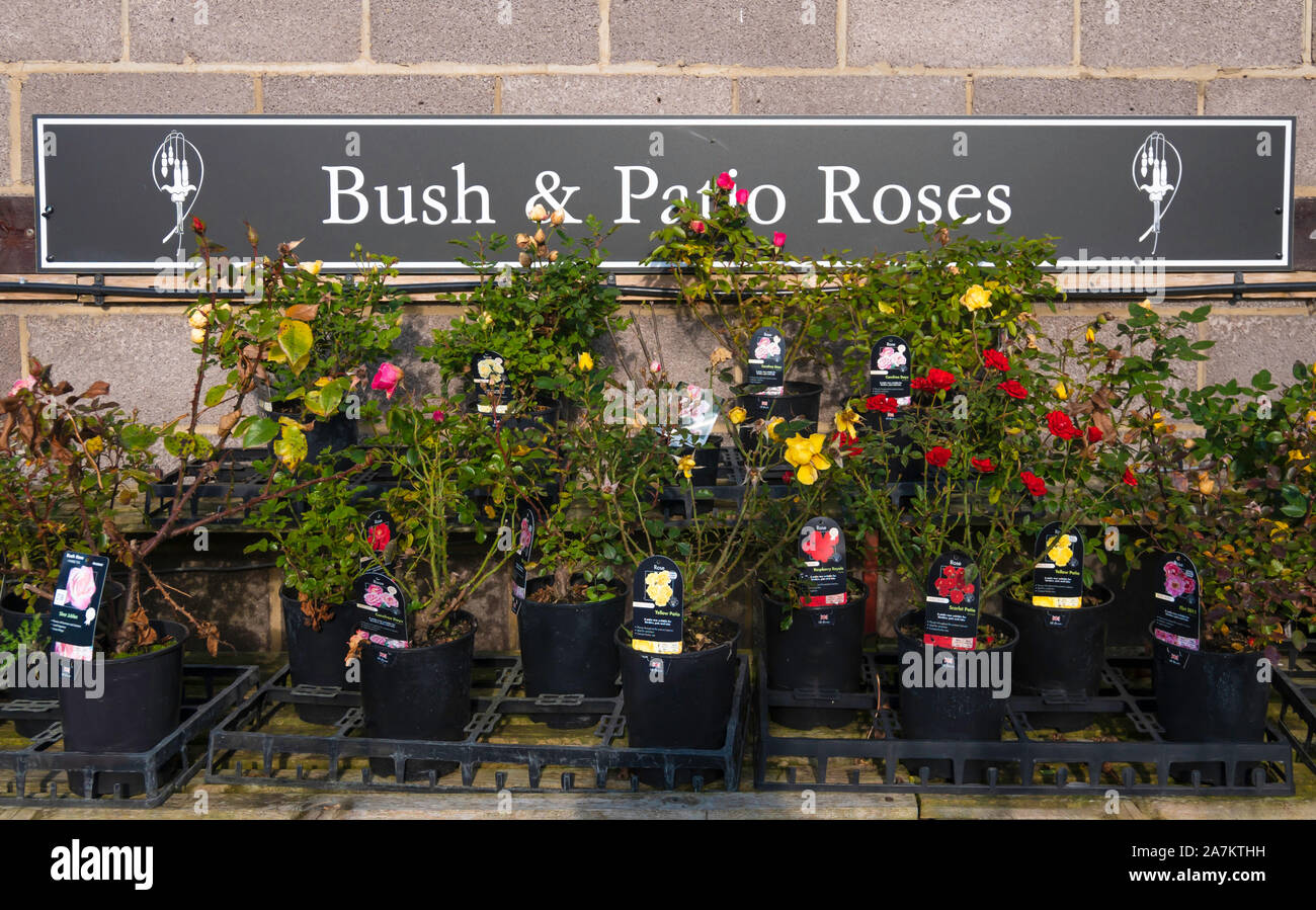 A display of Bush and Patio flowering roses for sale in a North Yorkshire Garden Centre Stock Photo