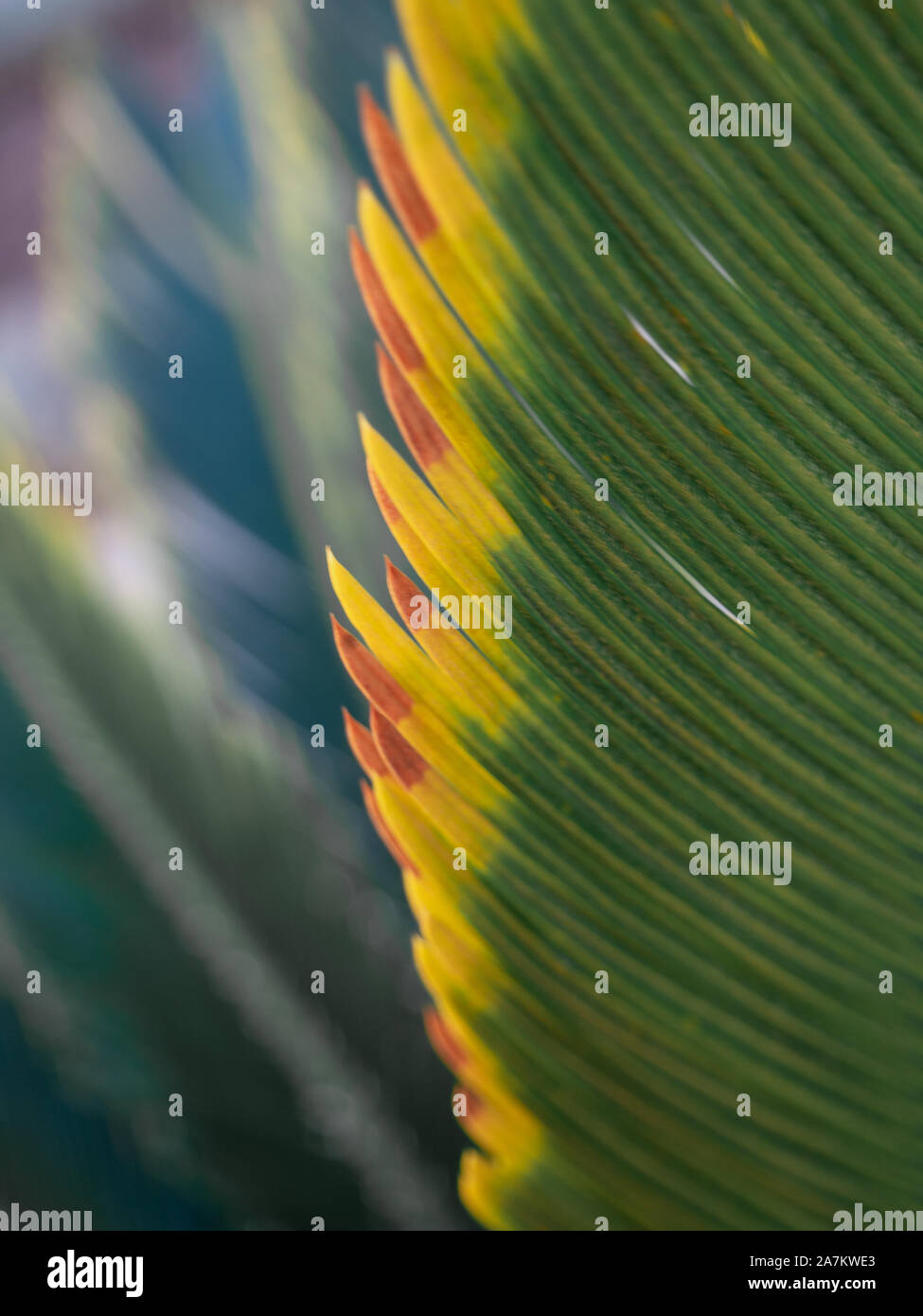 Leaf of Cycas revoluta or sago palm Stock Photo