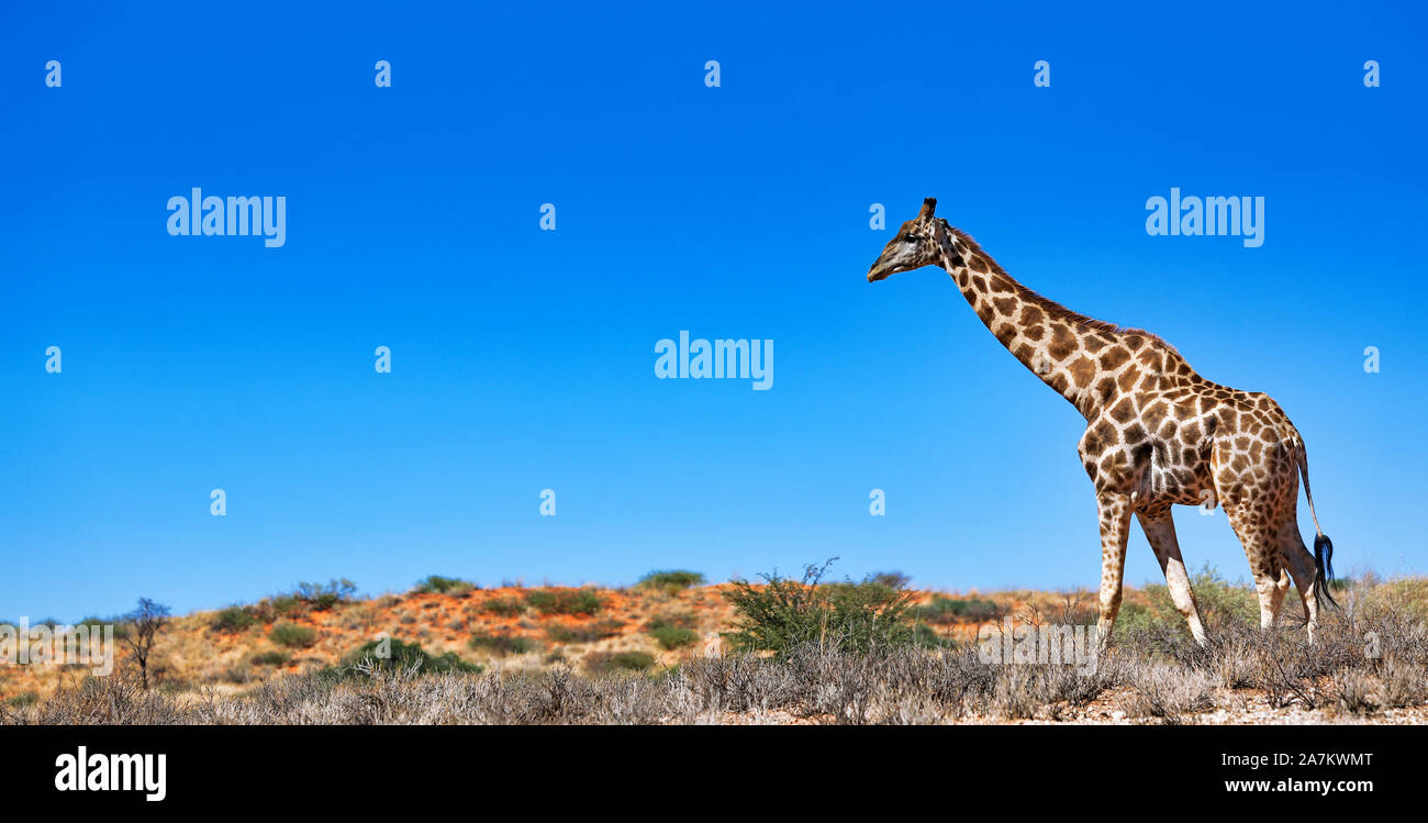 Safari south africa giraffe hi-res stock photography and images - Alamy
