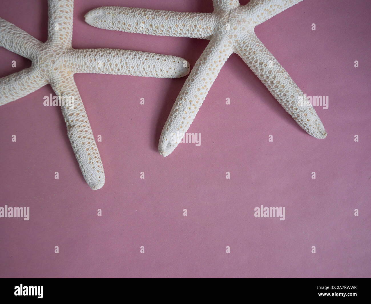 Dried sea stars on pink background Stock Photo