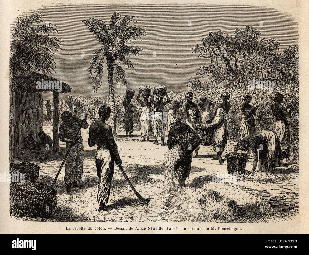 La recolte du coton, les femmes cueillent les boules de coton qu'elles amassent dans des paniers d'osier, puis, une fois plein, elles les deversent au Stock Photo