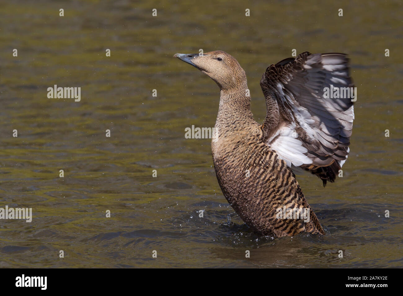 Detailed close up of female eider duck (Somateria mollissima) isolated outdoors, Slimbridge Wetland Centre, in water, flapping wings enjoying sunshine. Stock Photo