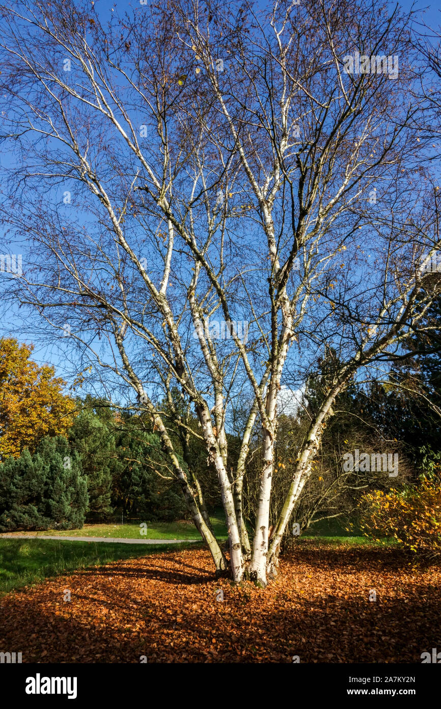 Birch tree trunks in colorful warm autumn Prague dendrological garden Stock Photo