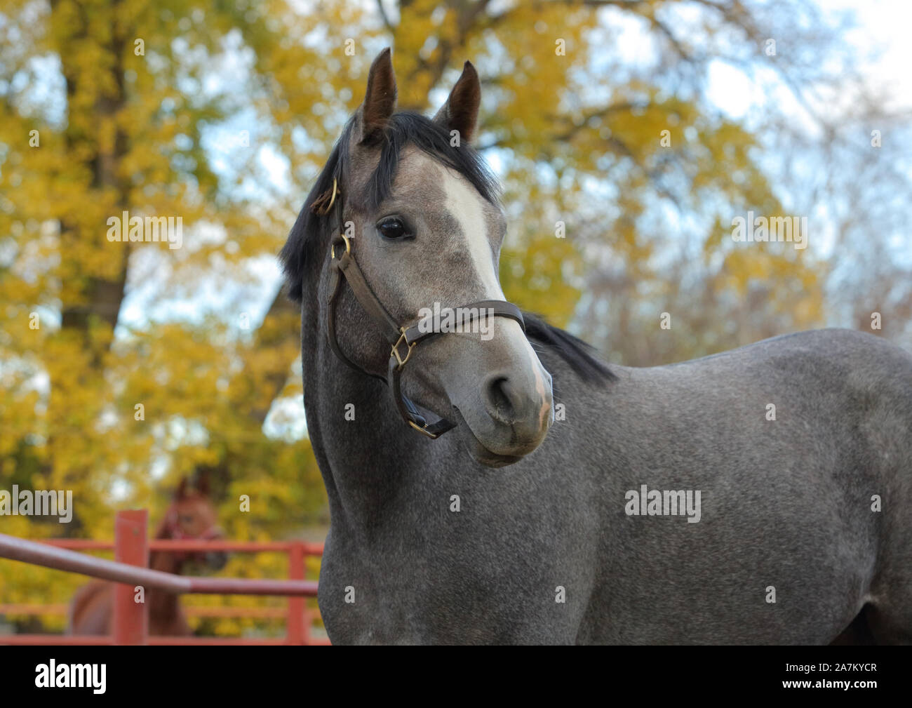 Racehorse High Resolution Stock Photography and Images Alamy