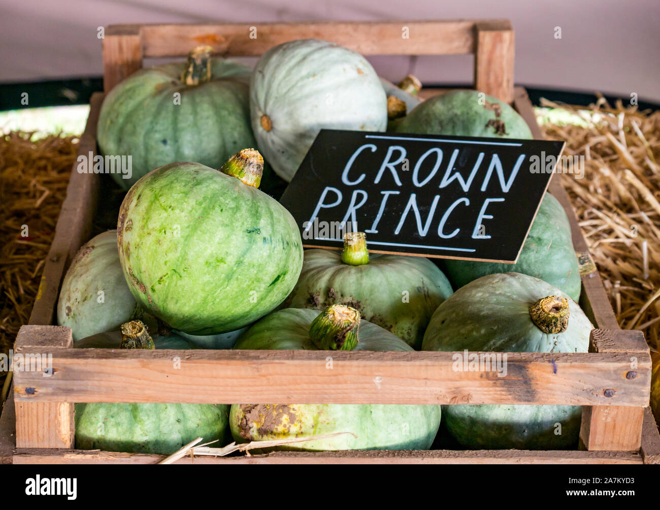 Crate of Crown Prince culinary pumpkins for sale at a pumpkin patch farm at Halloween time, East Lothian, Scotland, UK Stock Photo