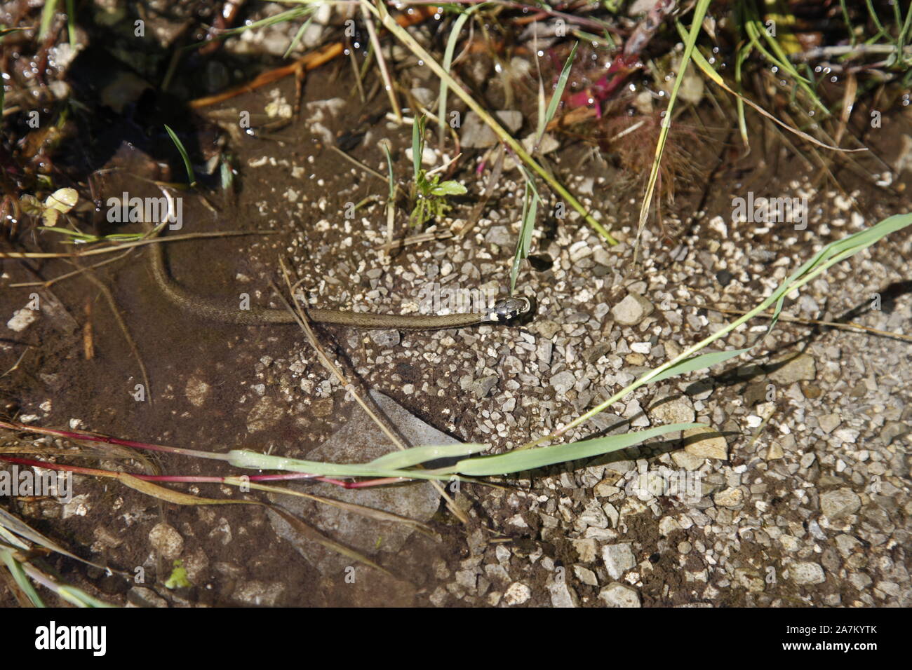 Adder snake swimming in a stream Stock Photo