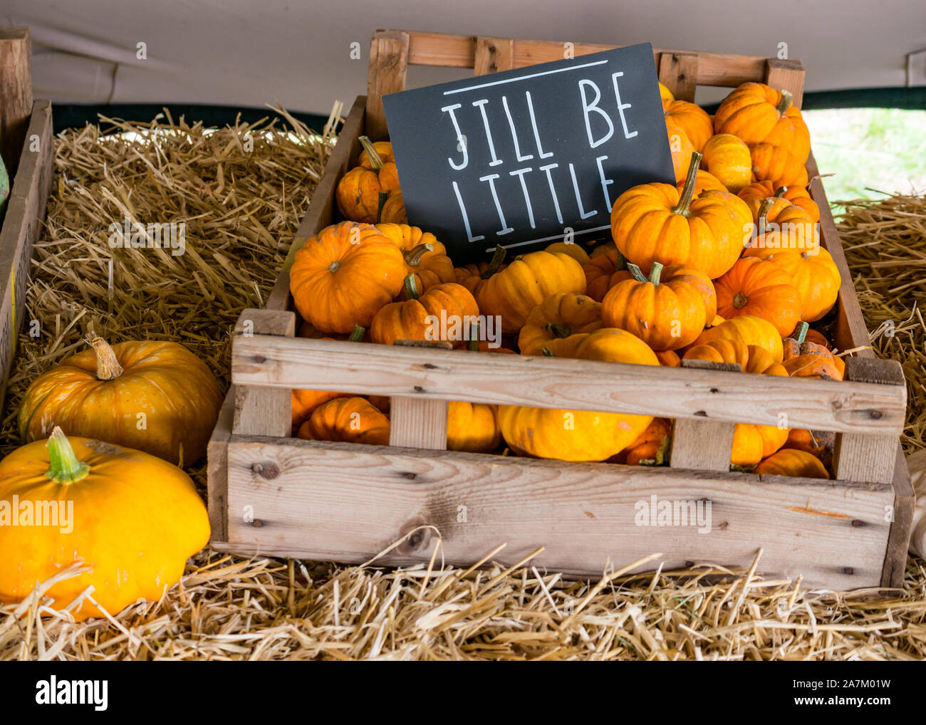 Crate of Jill Be Little culinary pumpkins for sale at a pumpkin patch farm at Halloween time, East Lothian, Scotland, UK Stock Photo