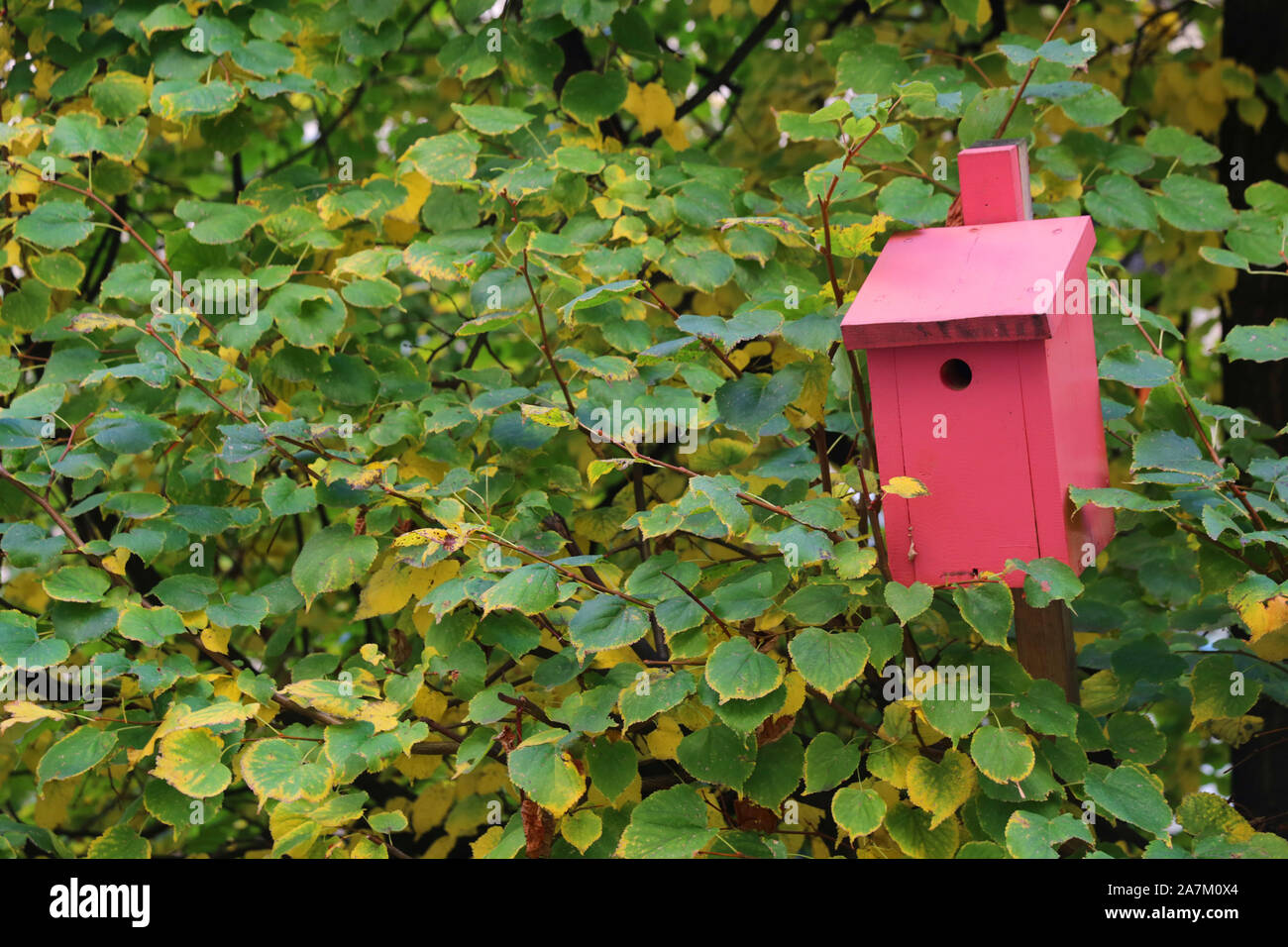 Cracow. Krakow. Poland. Pink nesting box for small birds in the bush. Stock Photo