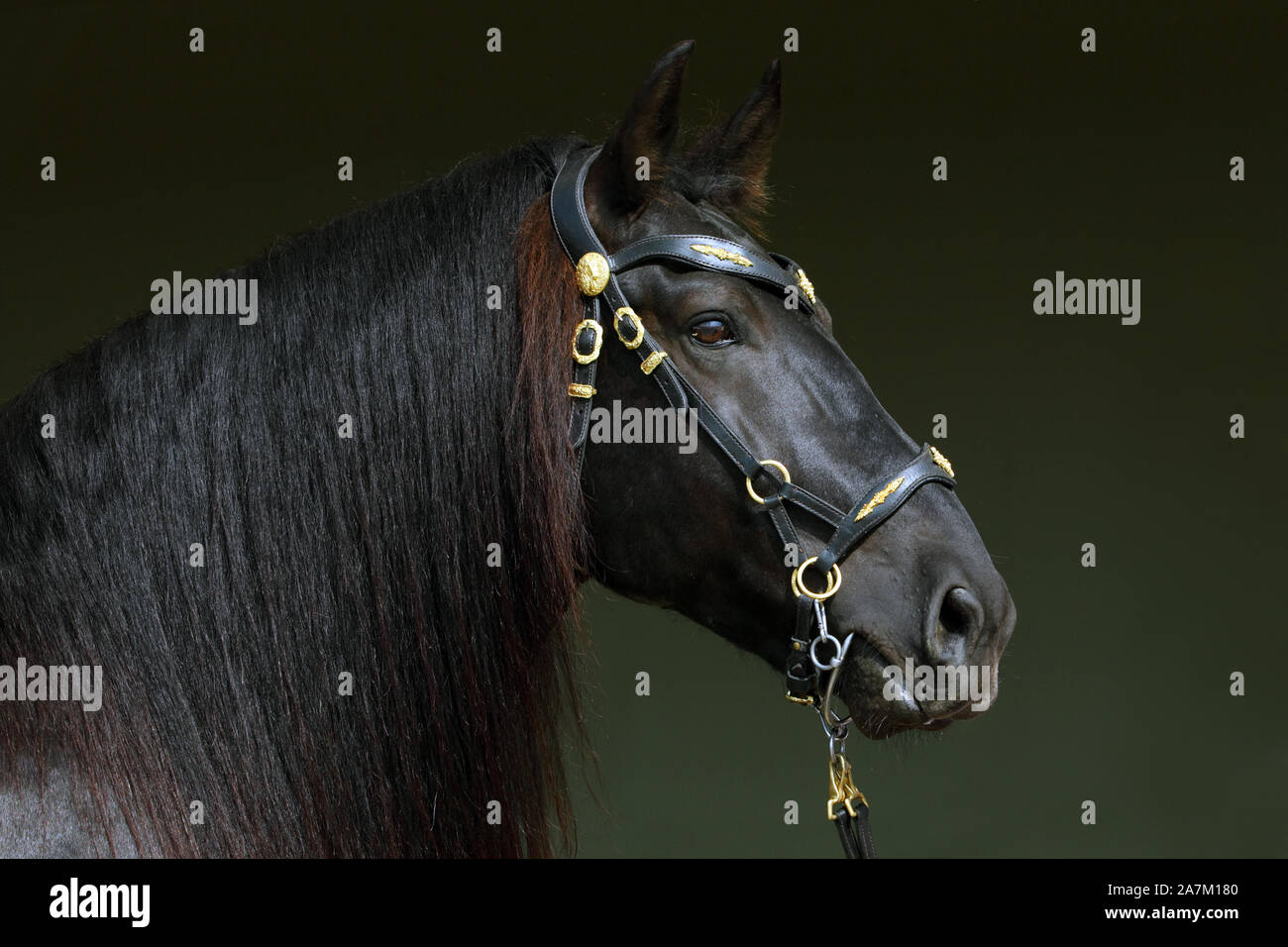 Bay andalusian saddle horse portrait against dark stable barn Stock Photo