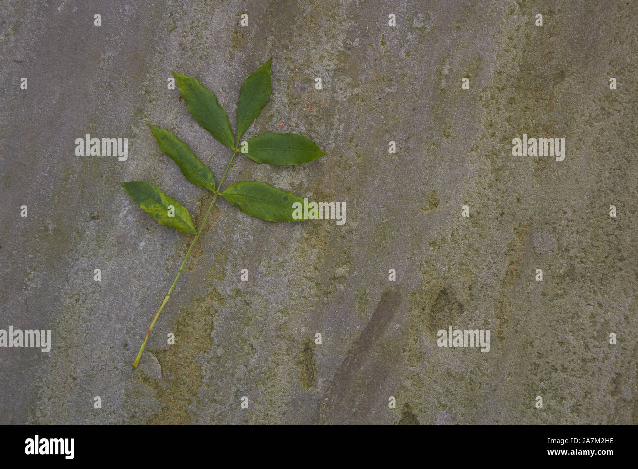 Single ash (Fraxinus) tree leaf fallen on flagstone in autumn Stock Photo