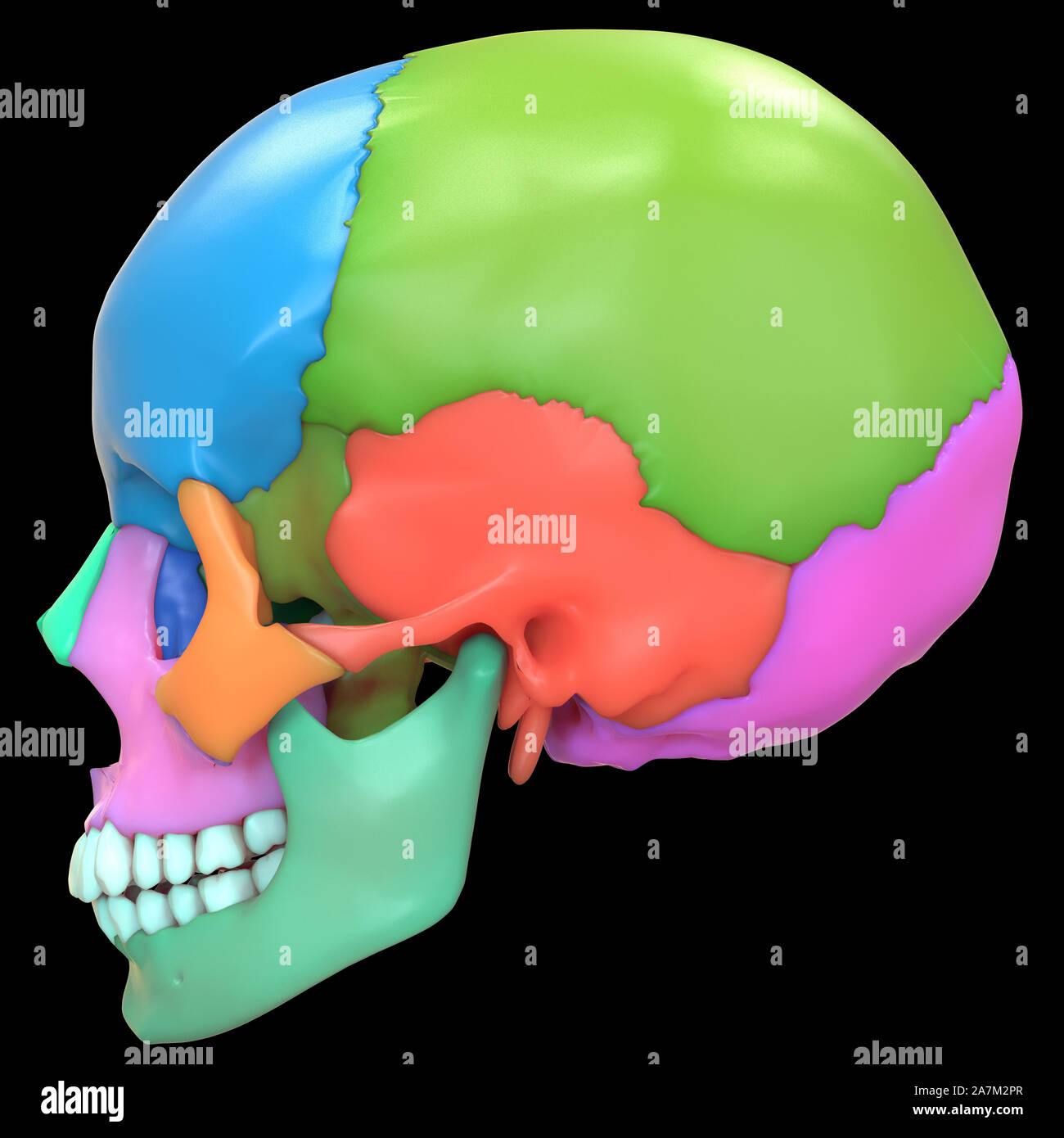 Human Skeleton System Skull Bone Joints Anatomy Stock Photo Alamy