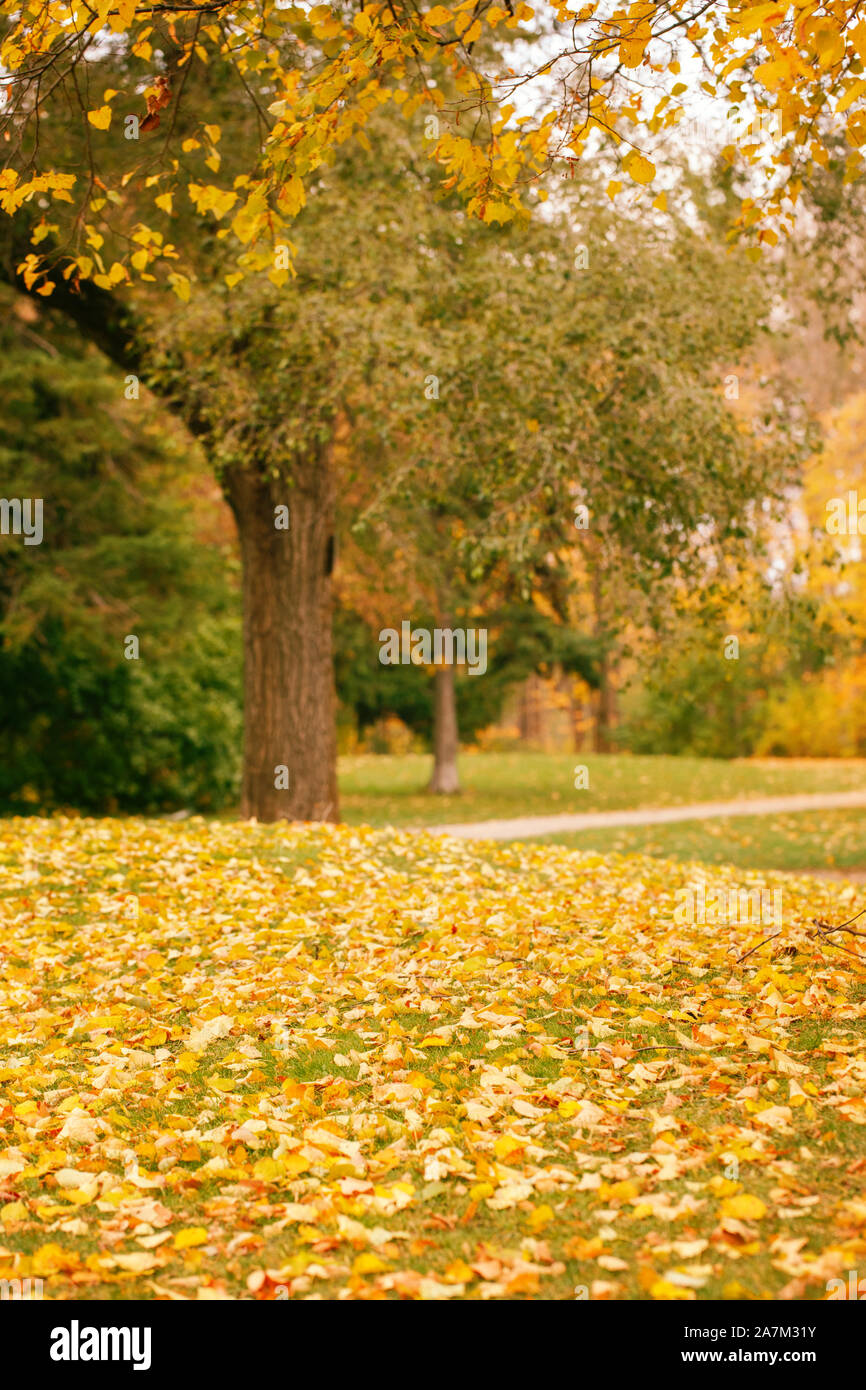 Abandoned empty autumn fall park forest with colorful yellow green ...