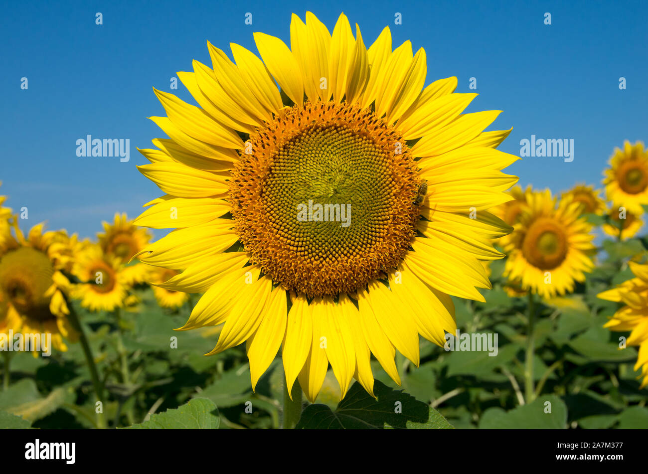 field of blooming sunflowers Stock Photo