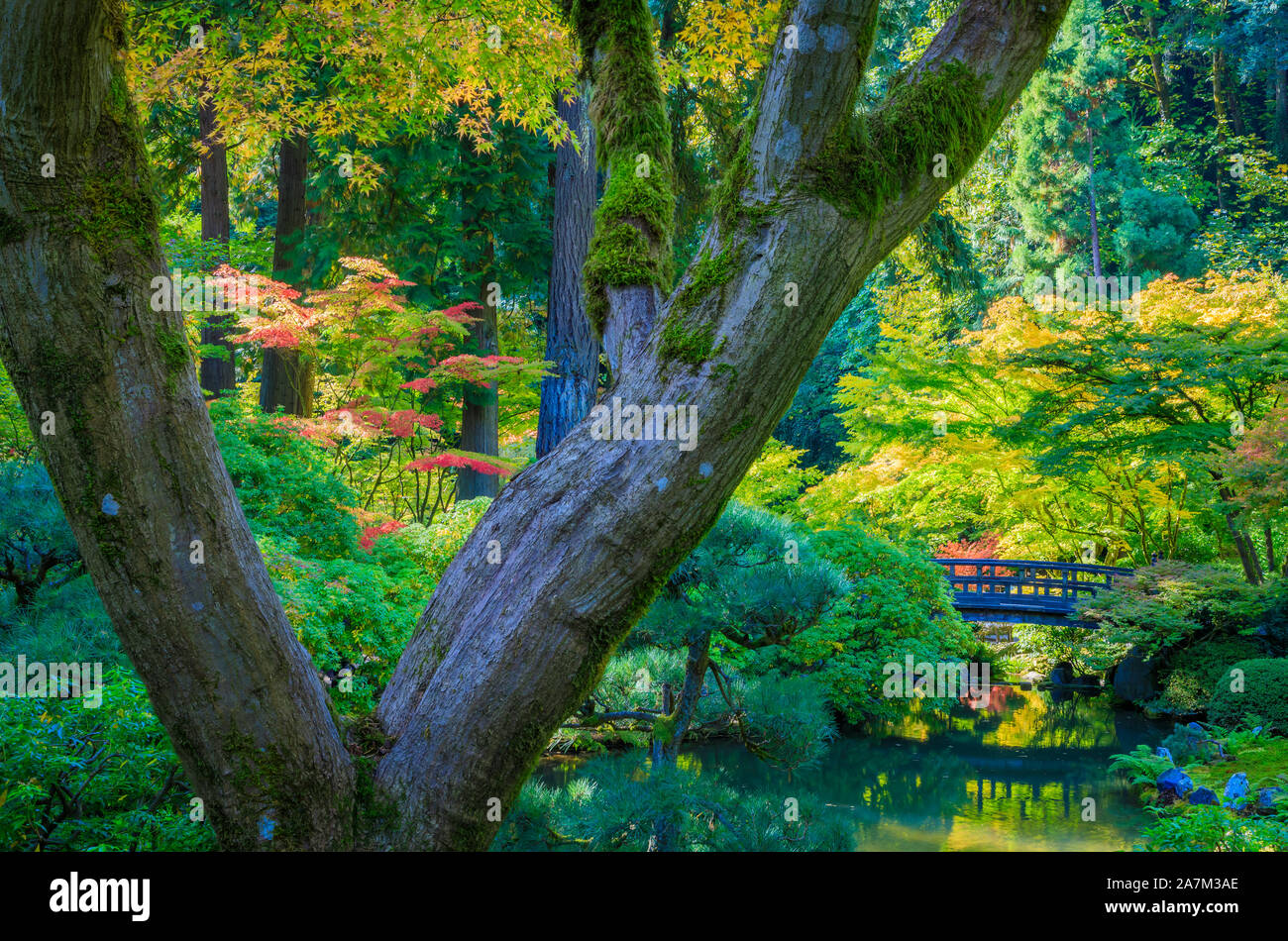 The Portland Japanese Garden is a traditional Japanese garden occupying 12 acres, located within Washington Park in the West Hills of Portland, Oregon Stock Photo