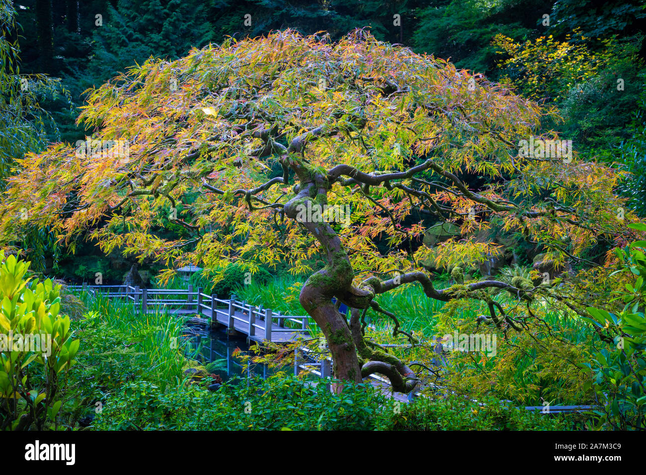 The Portland Japanese Garden is a traditional Japanese garden occupying 12 acres, located within Washington Park in the West Hills of Portland, Oregon Stock Photo