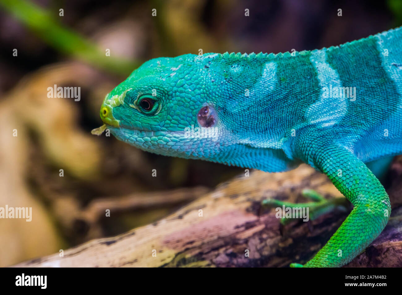 the face of a male fiji banded iguana in closeup, tropical lizard from the fijian islands, Endangered reptile specie Stock Photo