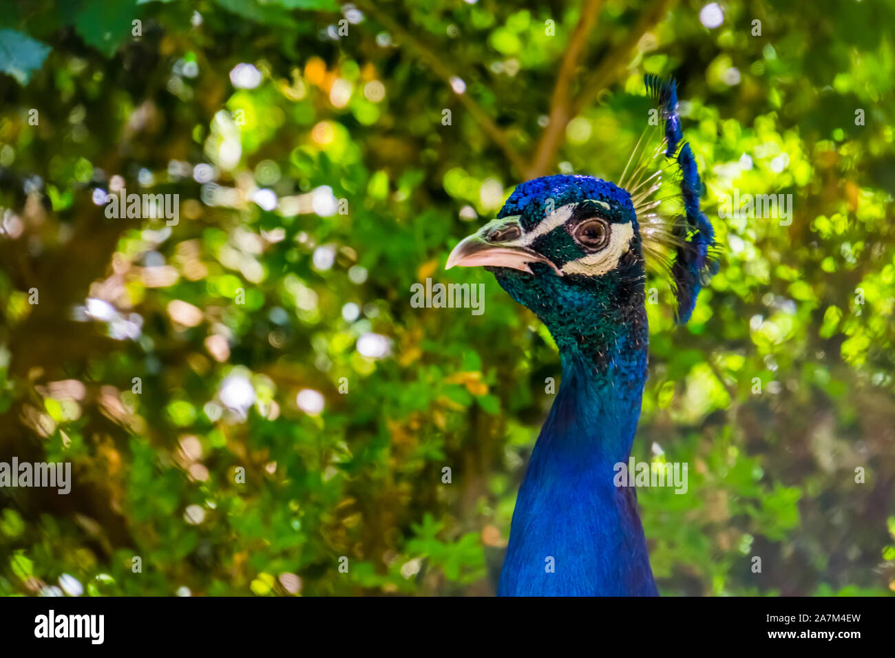 the face of a blue peafowl in closeup, Colorful Indian peacock, popular decorative bird specie Stock Photo