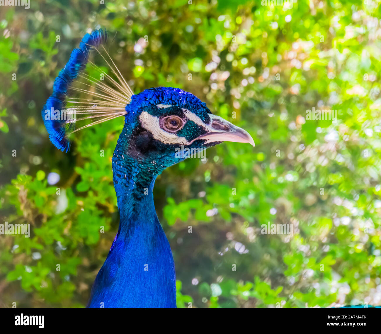closeup of the face of a blue peafowl, colorful Indian peacock, popular ornamental bird specie Stock Photo